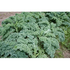 Kale Dwarf Siberian Improved Great Heirloom Vegetable by Seed Kingdom Bulk 1/4 Lb Seeds