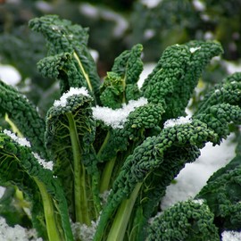 Kale Black Magic Seeds – Improved Variety, Specially Bred for UK Climate – for Your Beautiful Kitchen Garden