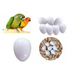 8 PCS Solid Parrot Plastic Eggs/Trick The Birds to Stop