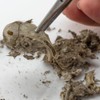 Extra Large Barn Owl Pellets Pack of 20 and Bone