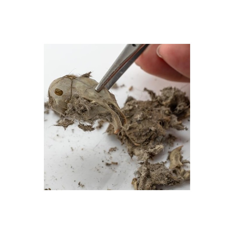 Extra Large Barn Owl Pellets Pack of 20 and Bone