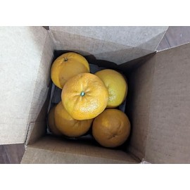 4 Pounds Fresh Tangerines from California Farm - Murcott/Honey Tangerine Variety - Mandarins Freshly Harvested