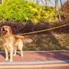 Hyhug Pets Reflective Dog Martingale Collar with Nice Jacquard Weave