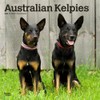 Australian Kelpies | 2025 12 x 24 Inch Monthly Square