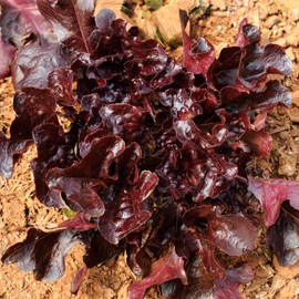 Seeds Indoor Lettuce Red Heirloom Vegetable for Planting Non GMO