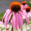 Outsidepride Echinacea Pale Purple Coneflower - 1000 Seeds