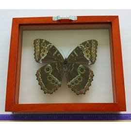 REAL FRAMED BUTTERFLY BLUE MORPHO PELEIDES FEMALE MOUNTED DOUBLE GLASS
