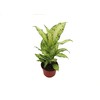 Dieffenbachia Amy - 6'' from California Tropicals