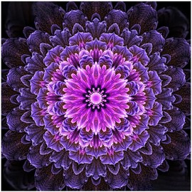 Peeua Mandala Diamond Art Kits for Adults,5D Diamond Painting DIY Full Drill Cross Stitch Embroidery Crafts for Home Decor (14x14 in) (Purple C),LX-TM09