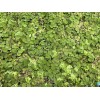 10 oz Full With Duckweed + Salvinia Plant Easy Live