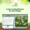 Outsidepride Dioicus Aruncus Flower Seeds - 50 Pcs Perennial Hardy,