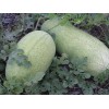 Unbranded Heirloom Melon & Squash Garden Collection-Org