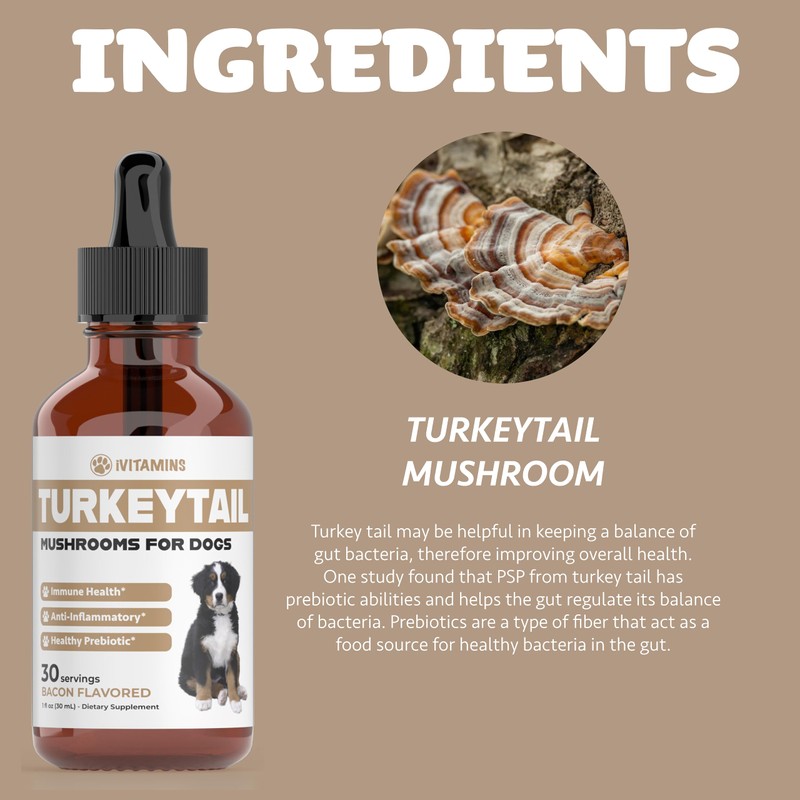 Turkey Tail Mushroom for Dogs | Helps to Boost the