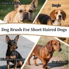 Soft Boar Bristle Dog Brush for Short Haired, Gentle Deshedding