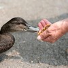 MEZCLA DE SEMILLAS P/PATOS 1 KG