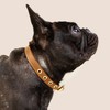 Two Tails Pet Company Cactus Leather Dog Collar - Eco-Friendly,