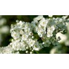 Santiam Nursery Wild Hawthorn tree, Crataegus monogyna ，Chinese Hawthorn's rootstock