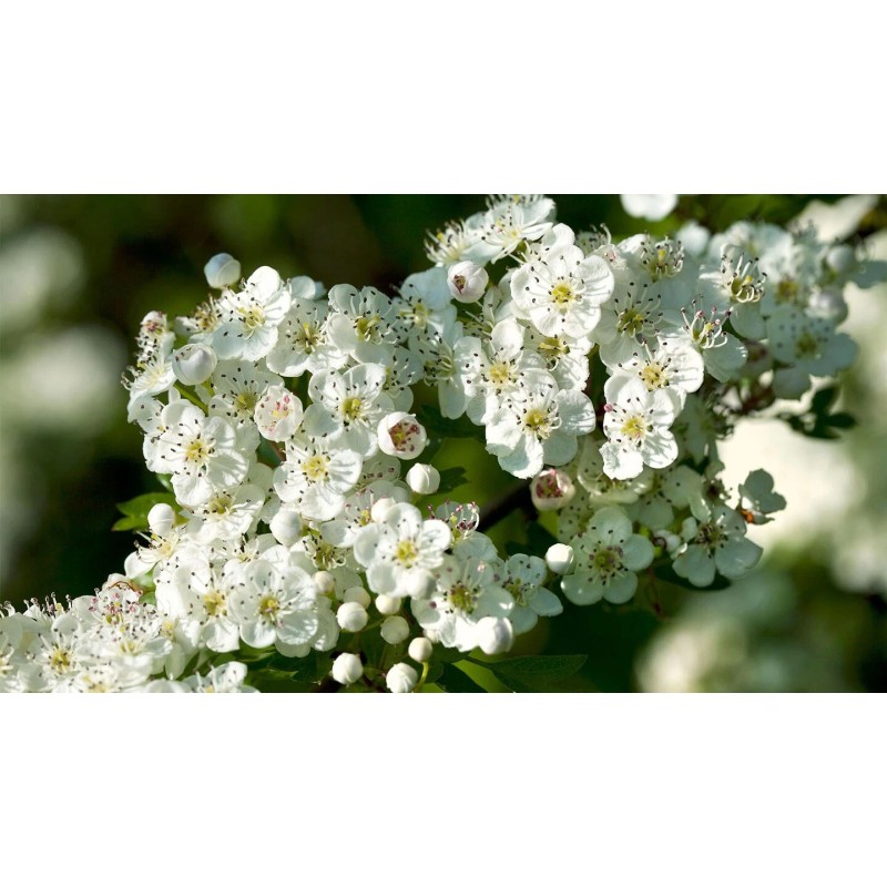 Santiam Nursery Wild Hawthorn tree, Crataegus monogyna ，Chinese Hawthorn's rootstock