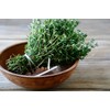 NIKA SEEDS - Herbs Thyme Garden Common Heirloom - 500