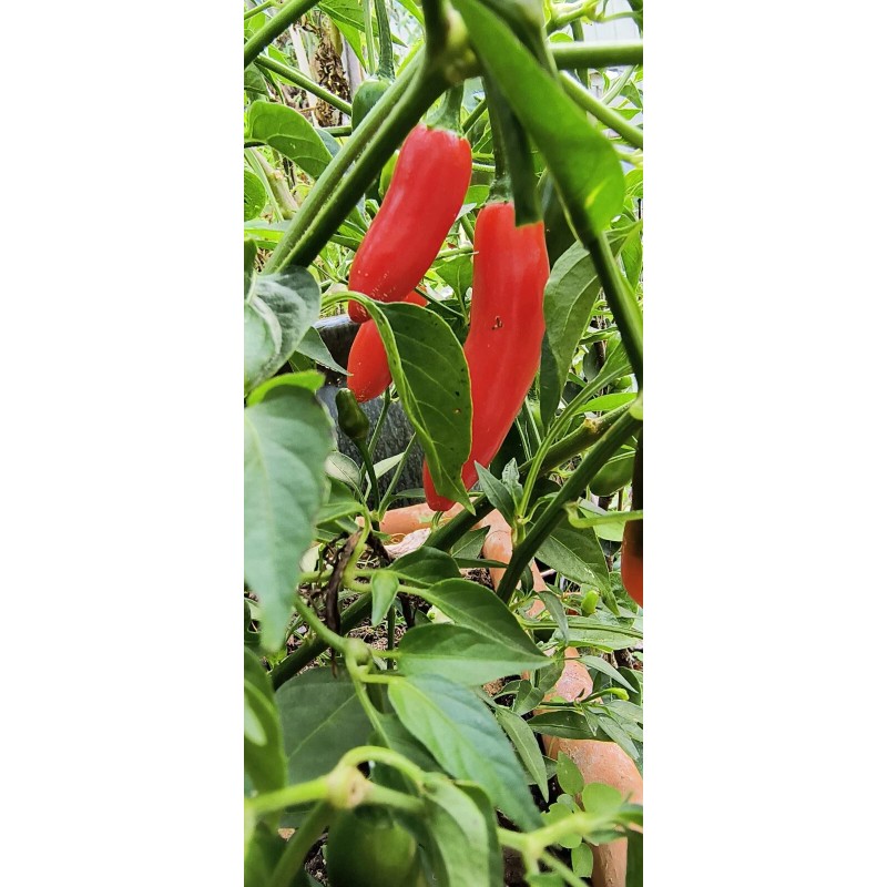 Mari's Seeds Serrano Chili seeds 24 seeds