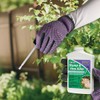 Bonide Vine & Stump Killer with Applicator Concentrate 8 Oz