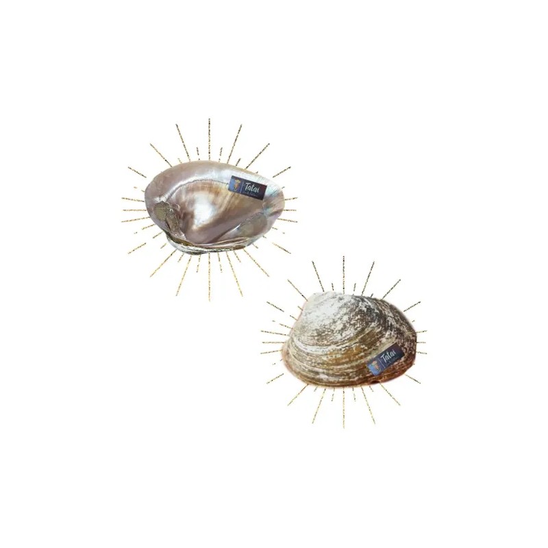 Ostras De Concha Nacar Tatai 100% Naturales 8cm 2 Piezas