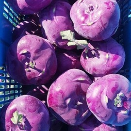 국내산 아삭아삭 제철 콜라비 특품 2kg Domestic Crisp Seasoned Kohlrabi Special 2kg