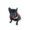 BULLHUG Harness – Made for Larger Chested Dogs Like English