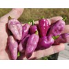 American Seed Fidalga Roxa Pepper Seeds 🇺🇸 USA Grown 🇺🇸