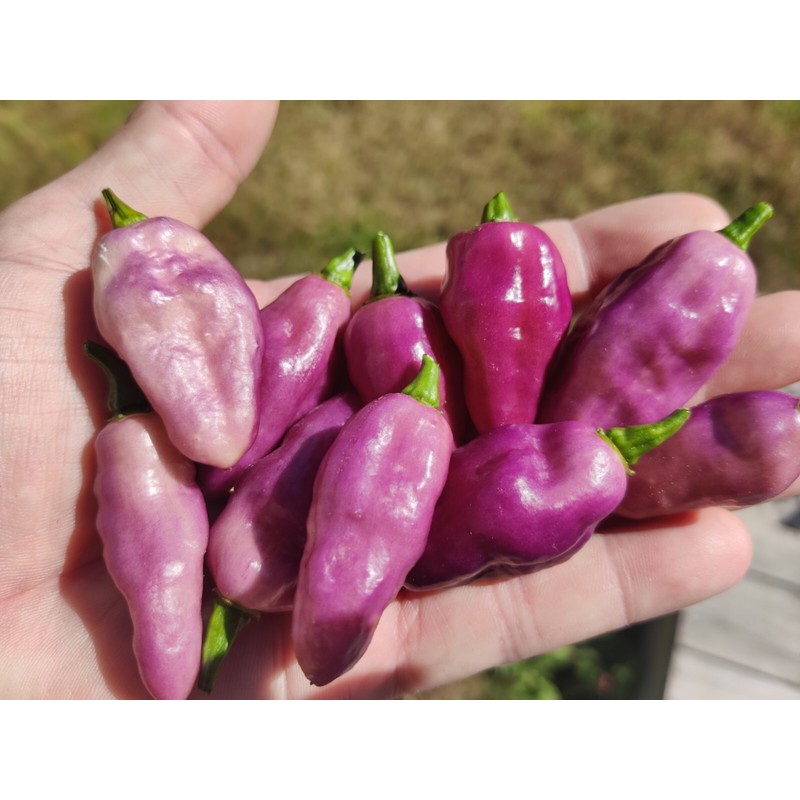 American Seed Fidalga Roxa Pepper Seeds 🇺🇸 USA Grown 🇺🇸