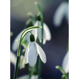 Bio-Collagen Real Deep Mask - Organic kollagen maske, Hydrating Overnight Mask, Gesichtsmaske, Anti-Ageing Collagen Face Mask, Collagen Night Wrapping Mask Reduces Fine Lines and Wrinkles, 6 Stück