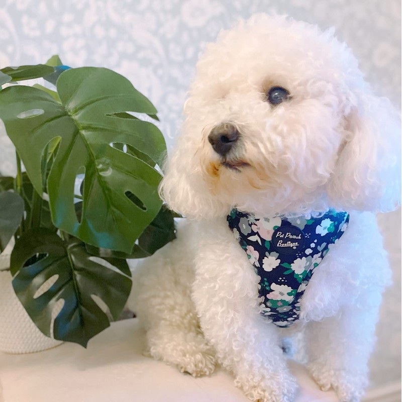 Pet Pooch Boutique Emerald Forest Classic Dog Harness, Large