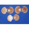 Pack of 50 Mexian Flats Seashells 2 3/4" - 3