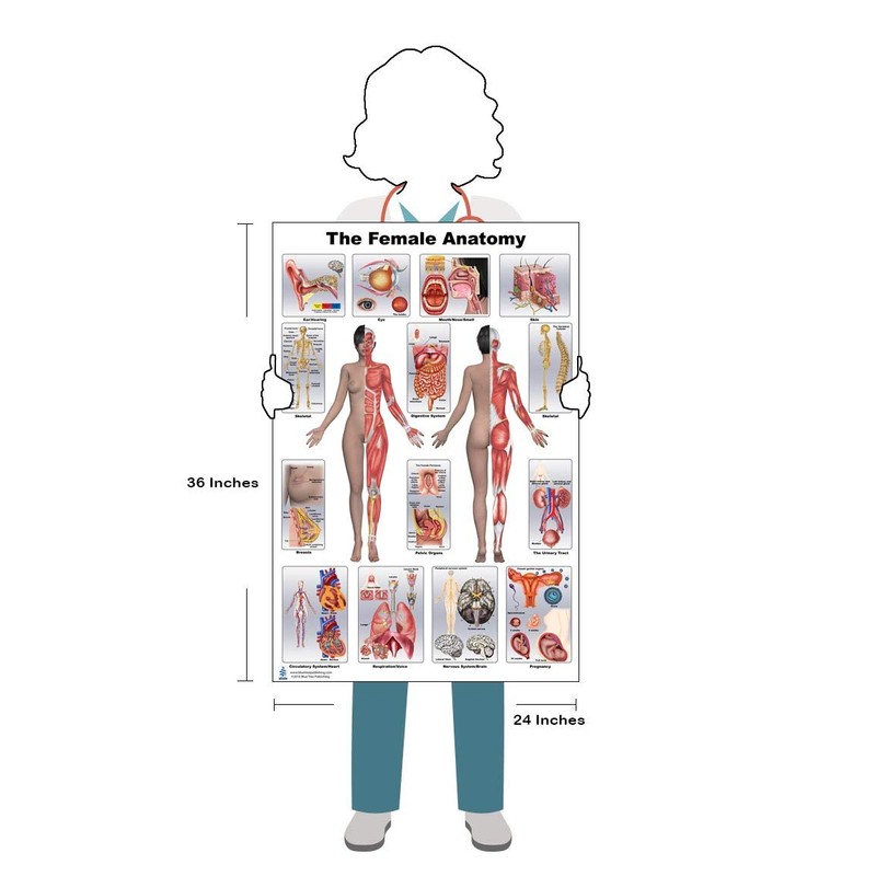 Female Large Poster Set, Include Preganancy and Birth, Female Anatomy,