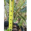 Tree 1 LOQUAT Tree from Seeds ORGANIC -NO POT- 6-8”FREE