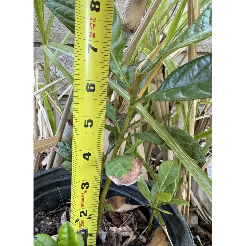 Tree 1 LOQUAT Tree from Seeds ORGANIC -NO POT- 6-8”FREE