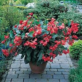 Begonia Seed Fibrous Dragon Wing Red