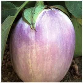 Rosa Blanca Eggplant Seeds - Marde Ross & Company - Approximately 100 Seeds