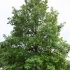 Generic Swamp White Oak, Long-Living, Shade Tree, Acorn Producing, 1