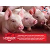 Kalmbach Feeds Pick of The Litter Feed for Starting Pigs