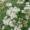 200Pcs Boneset Seeds Eupatorium Perfoliatum Seeds for Planting Attracts Bee