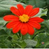 250 Mexican Sunflower Tithonia Rotundifolia Flower Seeds