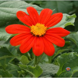 250 Mexican Sunflower Tithonia Rotundifolia Flower Seeds