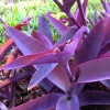 La Bonne Terre Farm 9 Organic Purple Heart Wandering Jew