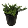 AMERICAN PLANT EXCHANGE Blue Pacific Juniper Live Plant, 3 Gallon, Evergreen