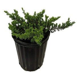 AMERICAN PLANT EXCHANGE Blue Pacific Juniper Live Plant, 3 Gallon, Evergreen