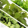 Live Aromatic and Edible Herb Assortment (Lemon Verbena, Eucalyptus, Mint,