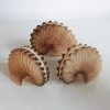 Real Argonaut Shell Paper Nautilus Shell Natural Brown Seashell Rare