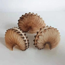 Real Argonaut Shell Paper Nautilus Shell Natural Brown Seashell Rare 2-3" In