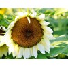 200+ Sunflower Seeds Mix - 15+ Varieties Heirloom, Non-GMO Bulk